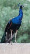 Peacock