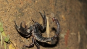 Dengerios Scorpion
