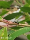 Ant in leaf
