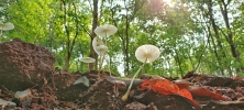 Mushroom 