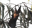 Bat - Time to sleep