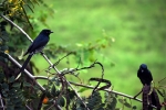 Black drongo - Rettai Vaal Kuruvi