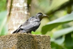 Crow
