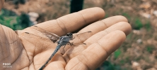 Dragon Fly 
