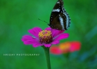 Flower & butterfly 