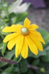 Marguerite daisy