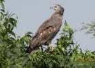 HONEY BUZZARDS