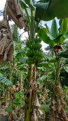 Banana tree