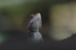 rock agama 5