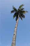 Coconut