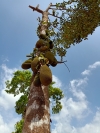 Jackfruit