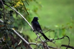 Black drongo - Rettai Vaal Kuruvi