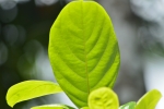 Leaf