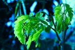 new growing leaf