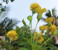 Jamanthi poovu,Chrysanthemum,flower,yellow chrysanthemums .