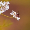 honey bee on fennel flower 