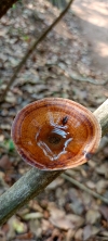 Bracket Fungi  Microporus xanthopus  