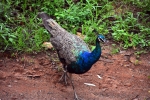 Indian Peacock