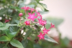 Bright and Pink tiny flowers