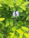 Hanging flower