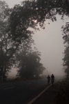 Foggy Morning 