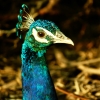 Portrait of peacock