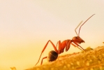 Ant... macro photography