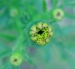new growing marigold flower 