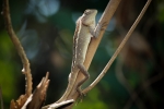 Lizard