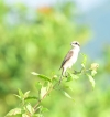 bird watching