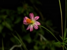 The flowers