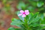 Flower with leaf