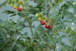 Wild fruit