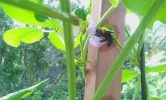 Beetle in Plant
