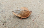 coconut  