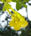 Rain drops on Flower