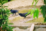 Thirsty crow