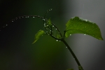 Rain drops on leaf