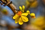 Ochna integerrima, popularly called yellow Mai flower 