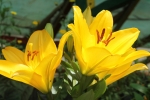 Orchid