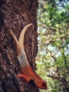 Oriental garden lizard
