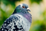 Pigeon 