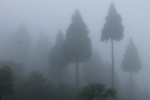 The mist