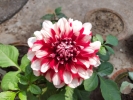 Dahlia, the beauty of winter