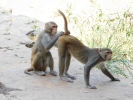 Monkey couple 