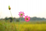 Flowers 5