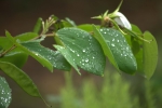 rain drops on leaves