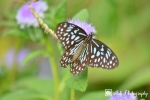 Butterfly on flower, butterfly, flower, red flower, plant, garden, home garden, 