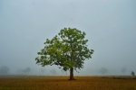 foggy morning