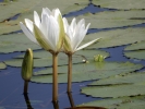 WHITE LOTUS